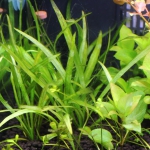 植栽から14日目　チェーンアマゾン